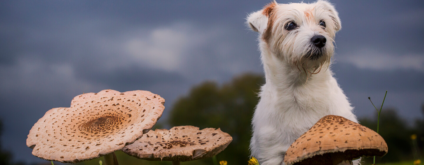 Are Lawn Mushrooms Poisonous To Dogs